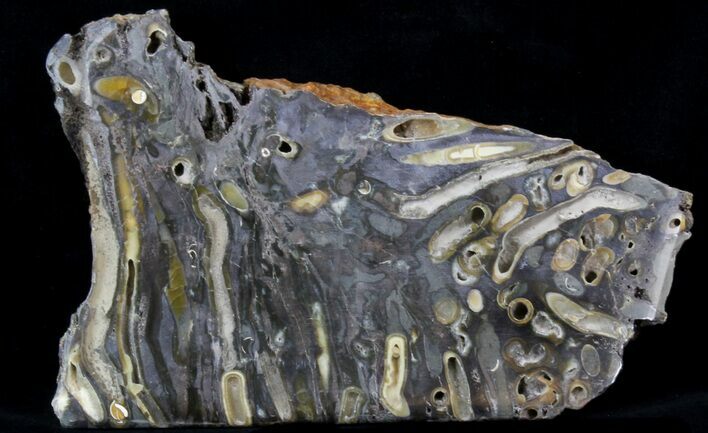 Slab Fossil Teredo (Shipworm Bored) Wood - England #40351